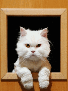 Funny Screensavers 0117